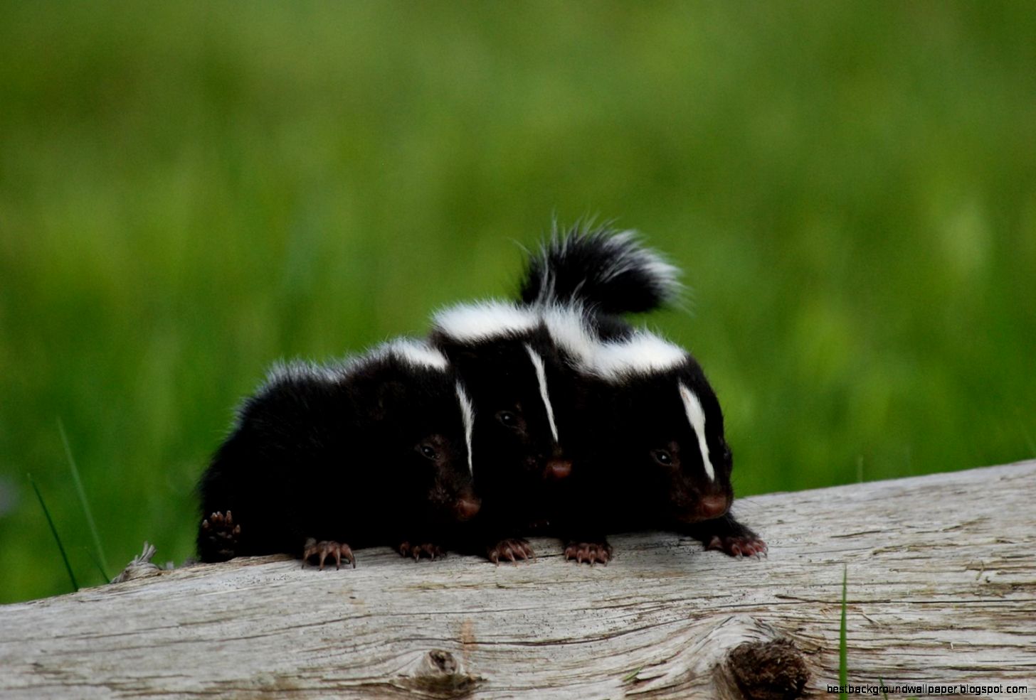 Cute Baby Skunks
