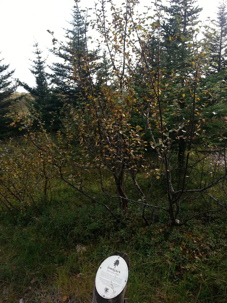 Reforestation importance essay picture