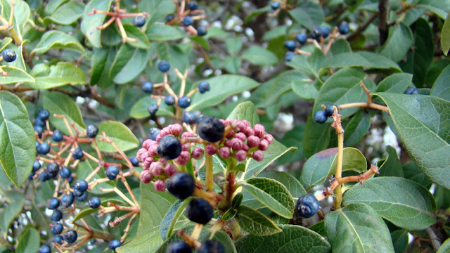 Durillo (Viburnum tinus L.).