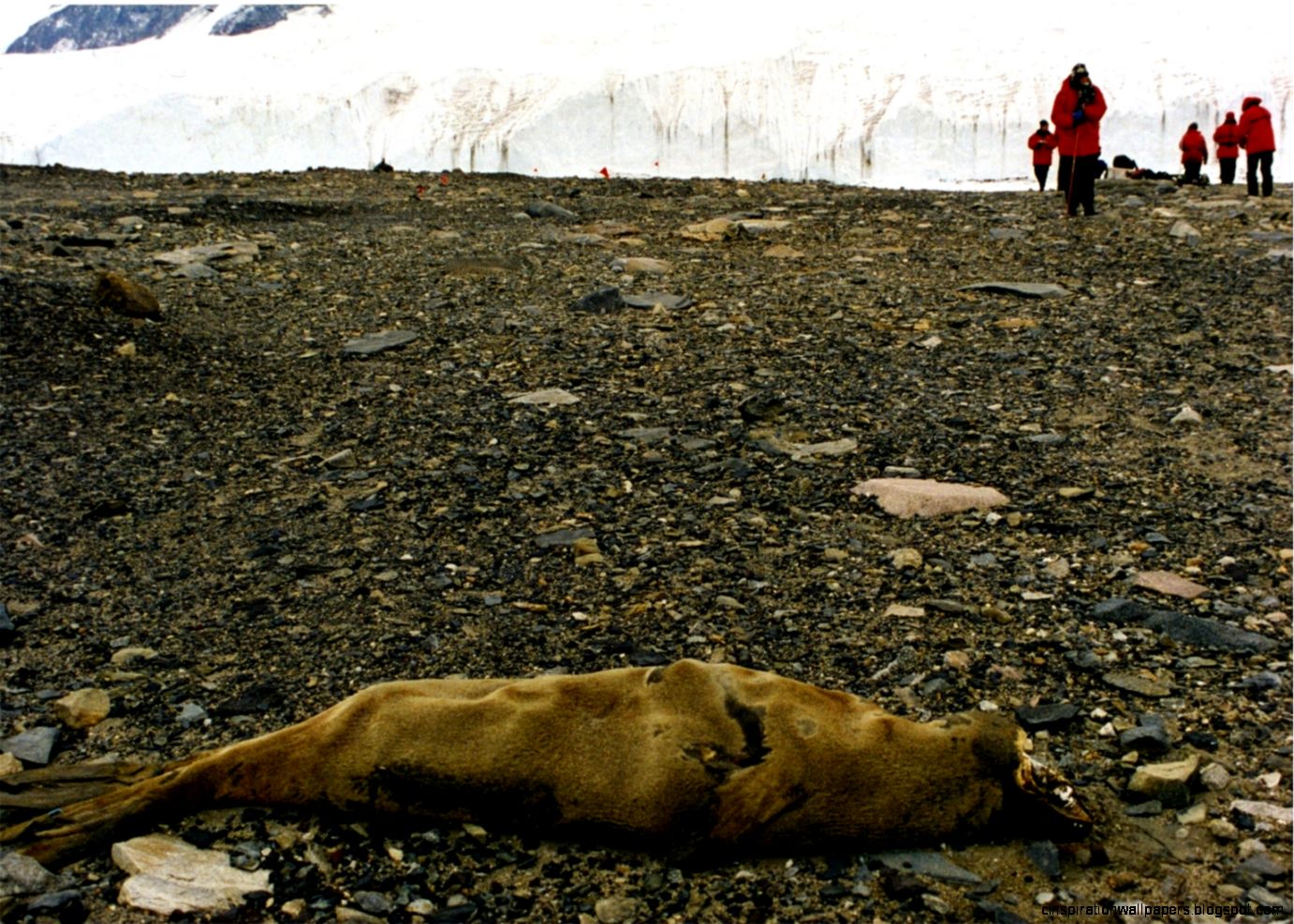 McMurdo Dry Valleys   Wikipedia the free encyclopedia