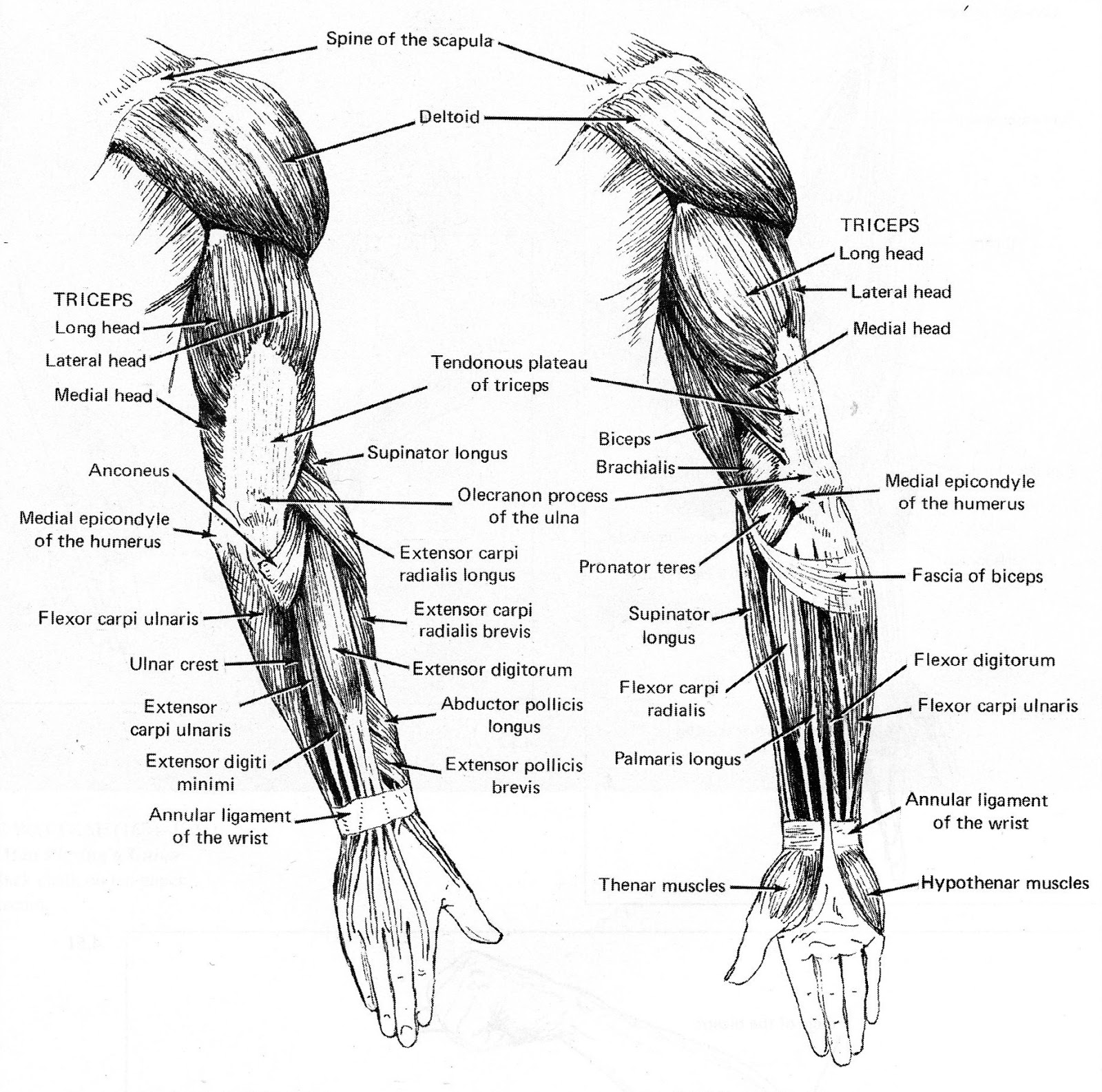 Рука человека название. Мышцы верхней конечности анатомия. Мышцы верхних конечностей человека анатомия. Строение мышц руки и плеча человека.