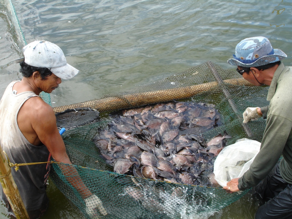 Mud Crab Aquaculture Technique for Farming Live Fresh Mud Crabs, Mud