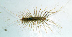 kelabang centipede panjang hewan berkaki kaki seribu chilopoda macam lipan tawon spesies arthropoda wwwroot taxonomy graphics animals jsc yang scutigera