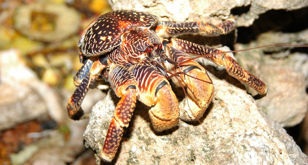 Coconut crab