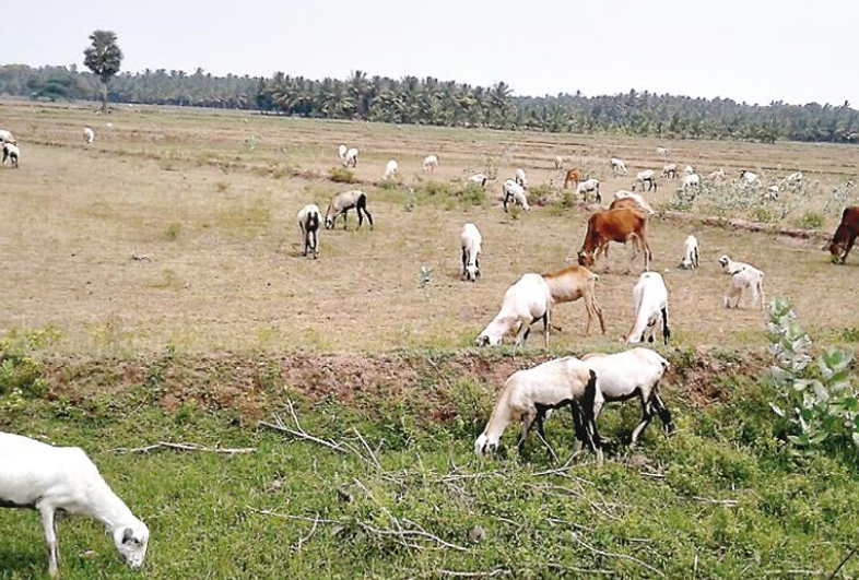 à®¤à®à¯à®à®¾à®µà¯à®°à¯ à®à®à¯à®®à®à¯ à®à¯à®à®¾à®© à®ªà® à®®à¯à®à®¿à®µà¯