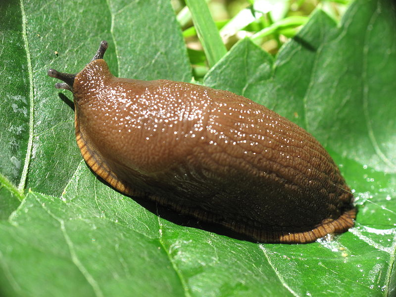Frade Online Aruá do Mato, especie em extinção. Fauna da Mata Atlântica Estado do Rio de Frade Online Aruá do Mato, especie em extinção. Fauna da Mata Atlântica Estado do Rio de