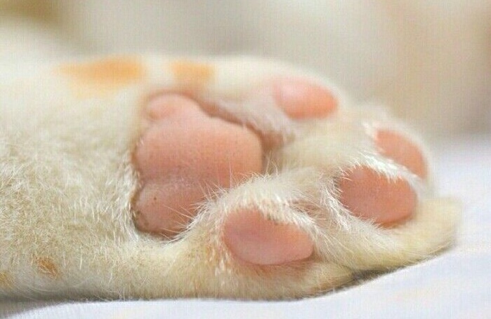 Pata de un gato y sus almohadillas