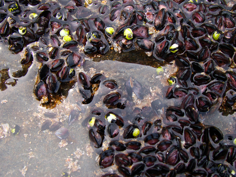 Tamarindo, Costa Rica Daily Photo Tide pool clams