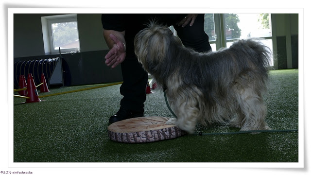 [Hundeblog] Einfach Socke Physiotherapie &amp; Krankengymnastik beim Hund&hellip;