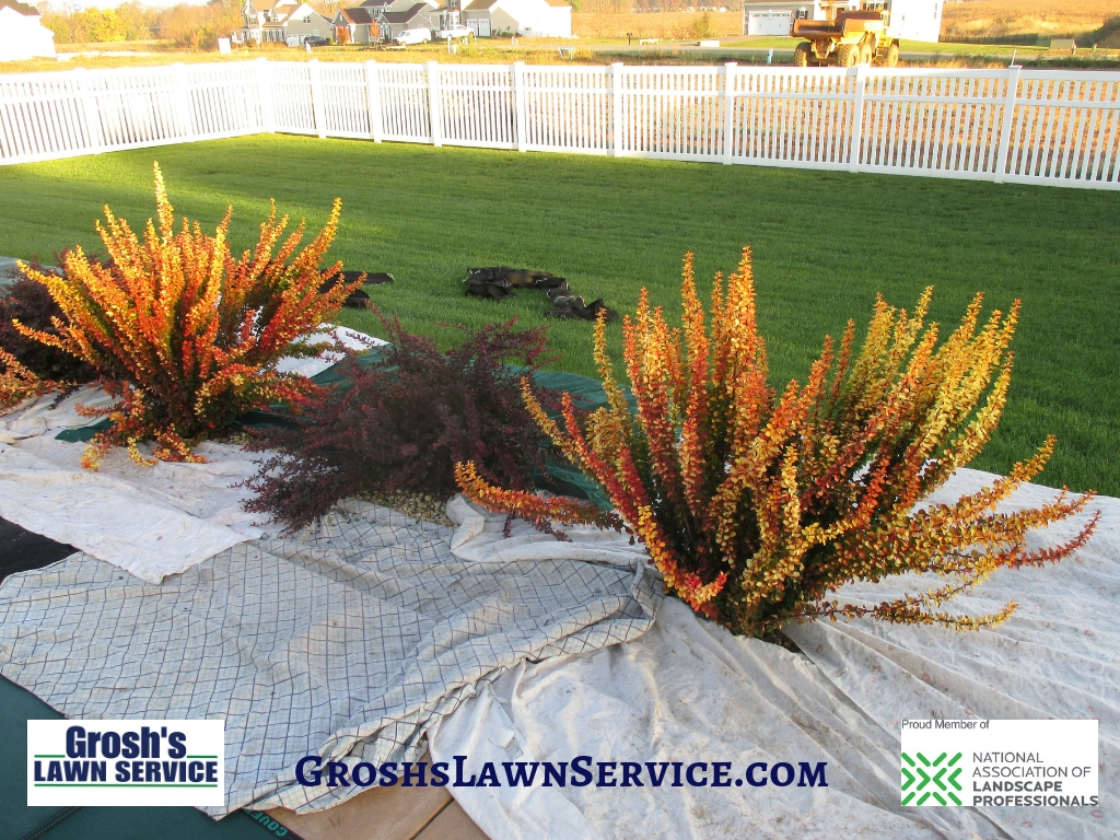 Groshs Lawn Service Shrub Trimming Maugansville Md Washington