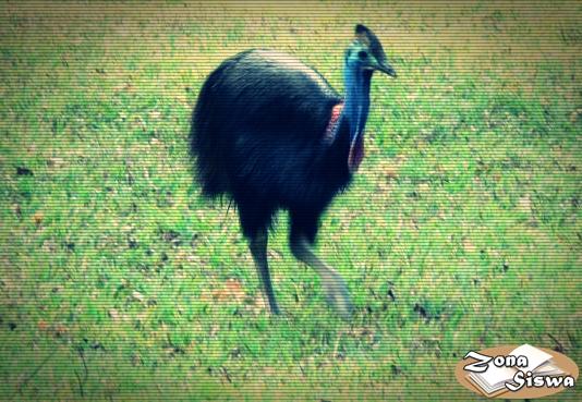 Fakta Unik Burung Kasuari Casuarius