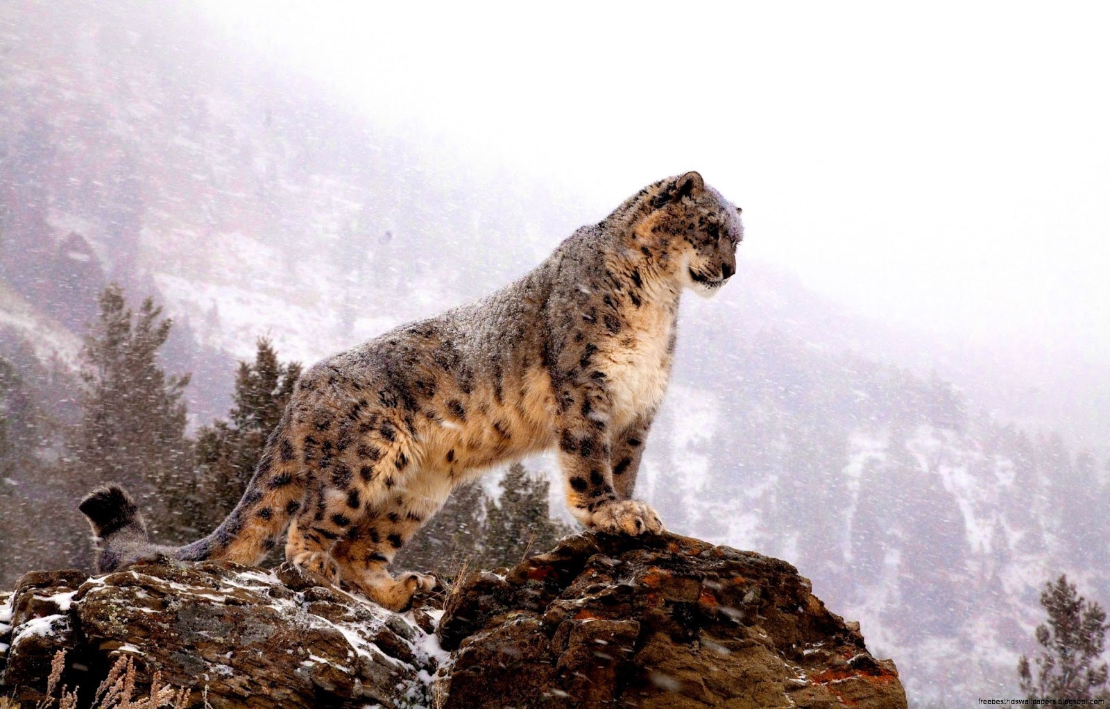 Snow Leopard Standing