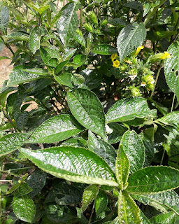  Keji Beling atau ada juga yang menyebutnya dengan Remek Daging adalah salah satu tanaman  Manfaat Daun Keji Beling Bagi Kesehatan Serta Khasiat Obatnya