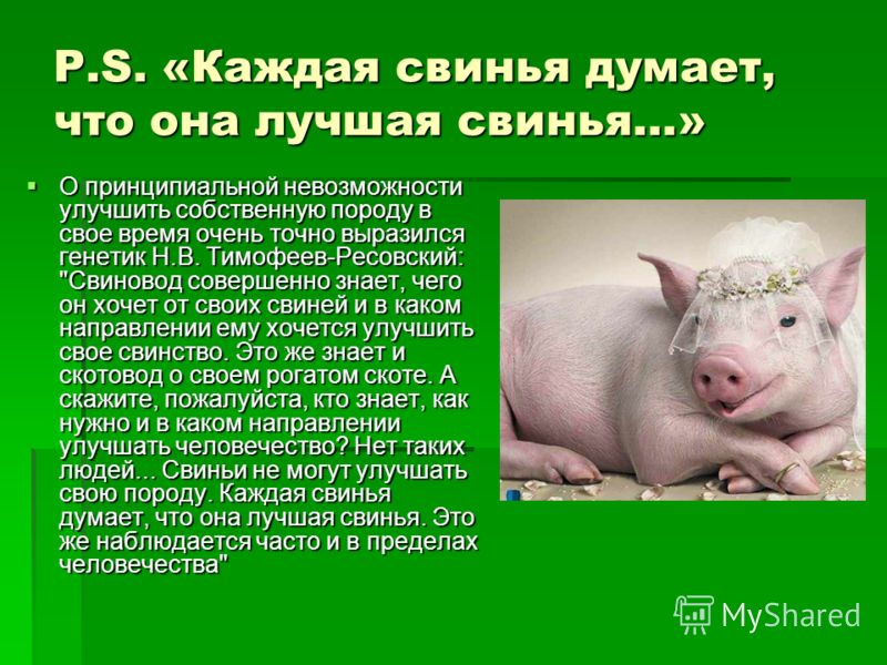 Видеть во сне маленького поросенка. Свинья с свинками. Клички свиней. Свинья думает. Цитаты про свиней.