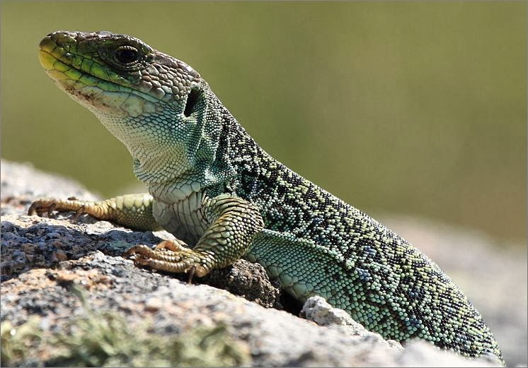 Sonhar com lagarto é um bom sinal? Descubra os significados