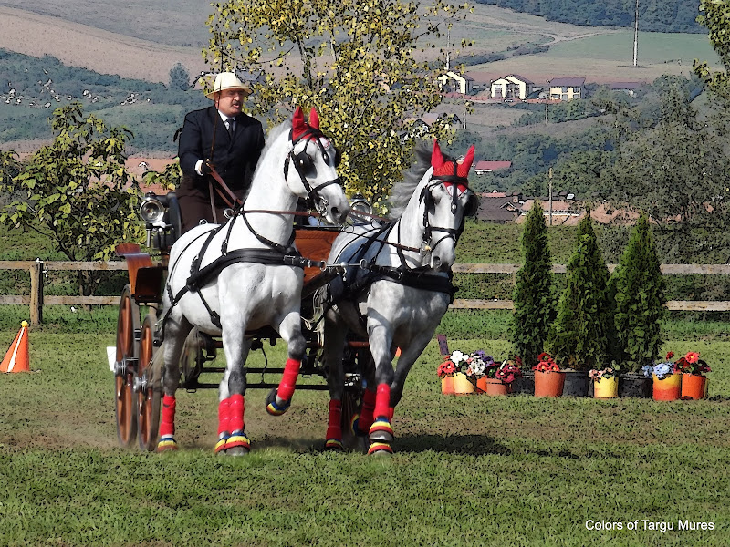 Finala Campionatului National de Atelaje pentru 2 si 4 Cai