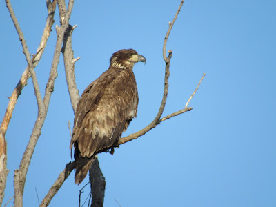 northern california birds of prey eagles