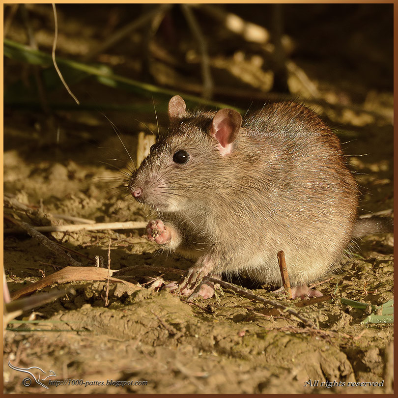 WILDLIFE GATEWAY Le Rat des champs WILDLIFE GATEWAY Le Rat des champs