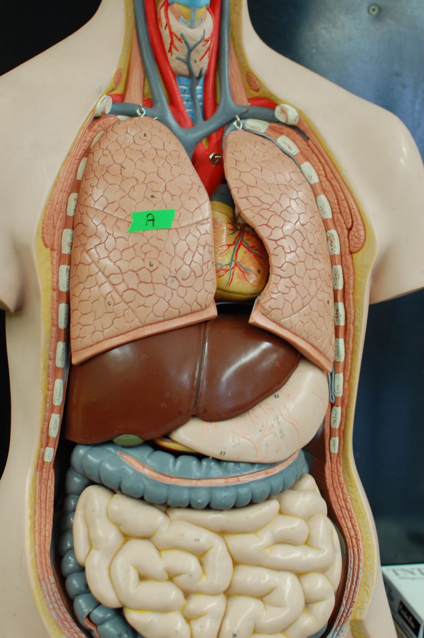 Human Anatomy Lab: The Digestive System