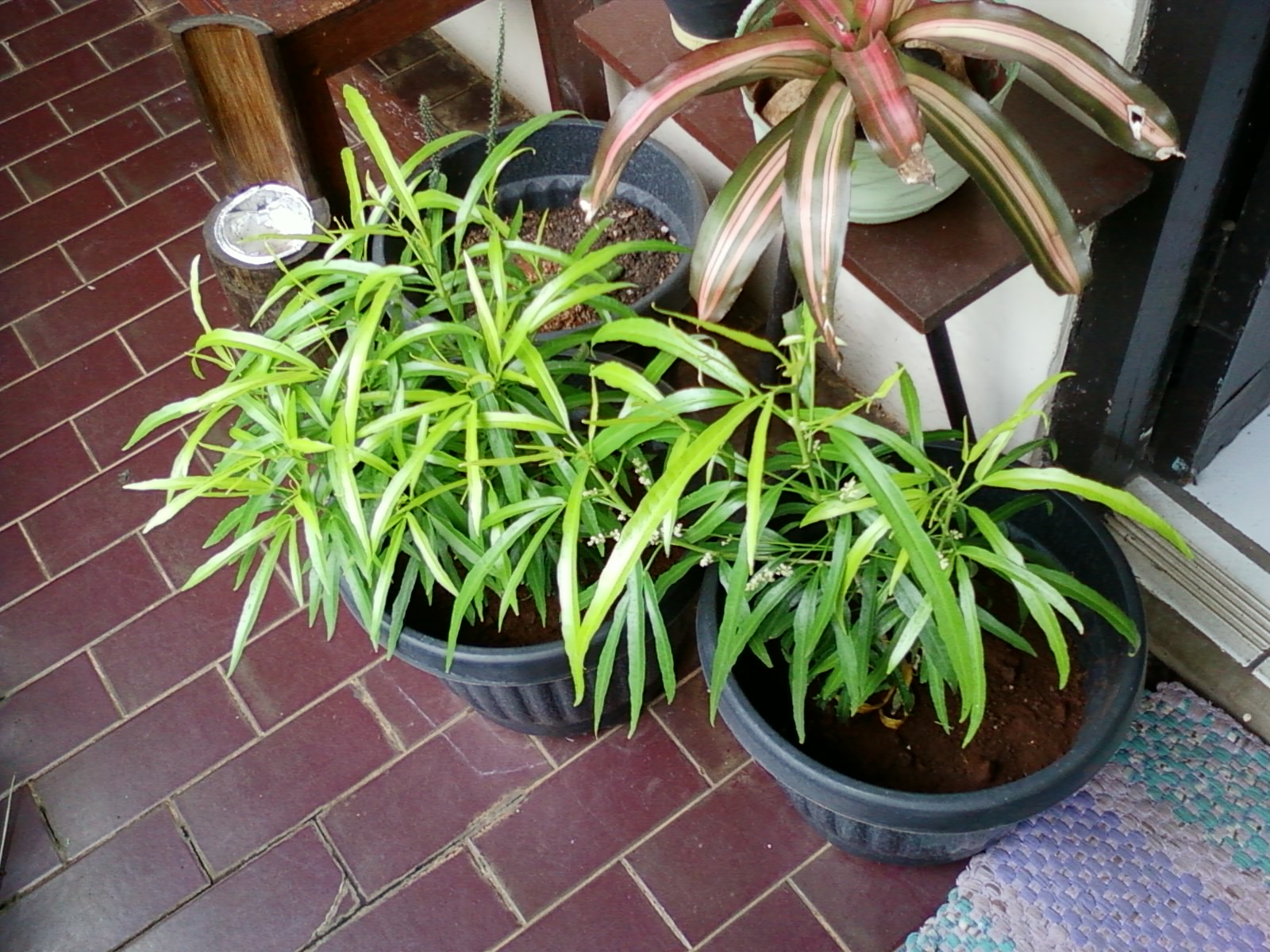 Hasil Foto Macro, Bunga 7, Zodia (Tanaman Anti Nyamuk) | o2 fresh