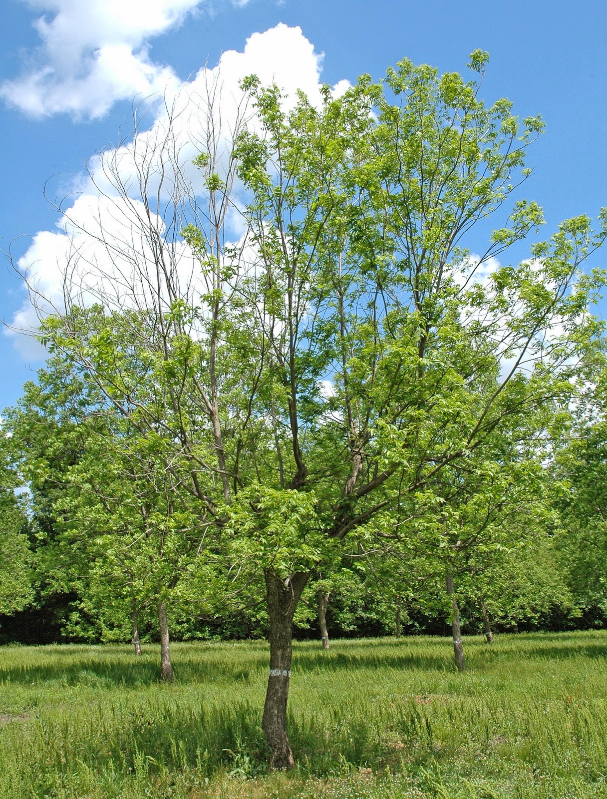 Northern Pecans Winter kill of pecan trees