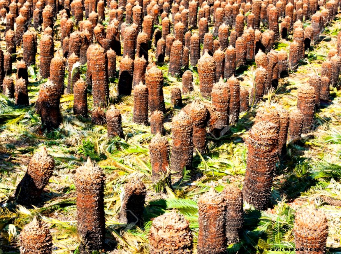 Preparation Of Young Palm Trees Plantation At Jeju Island Korea