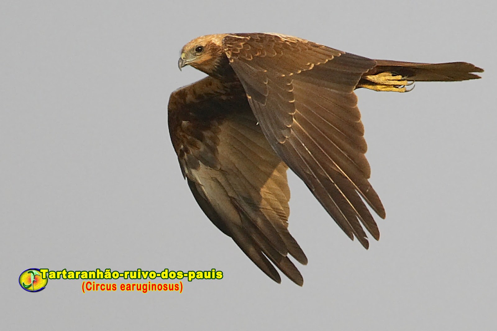 болотный лунь