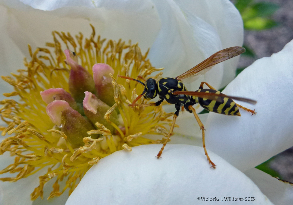 Our Life in Montana Bees and Wasps