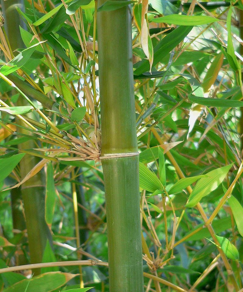 Lider Agronomia: Bambu