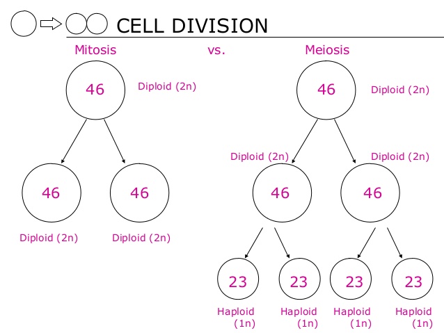 raptor science mitosis asexual reproduction vs meiosis sex asexual vs sexual reproduction venn diagram