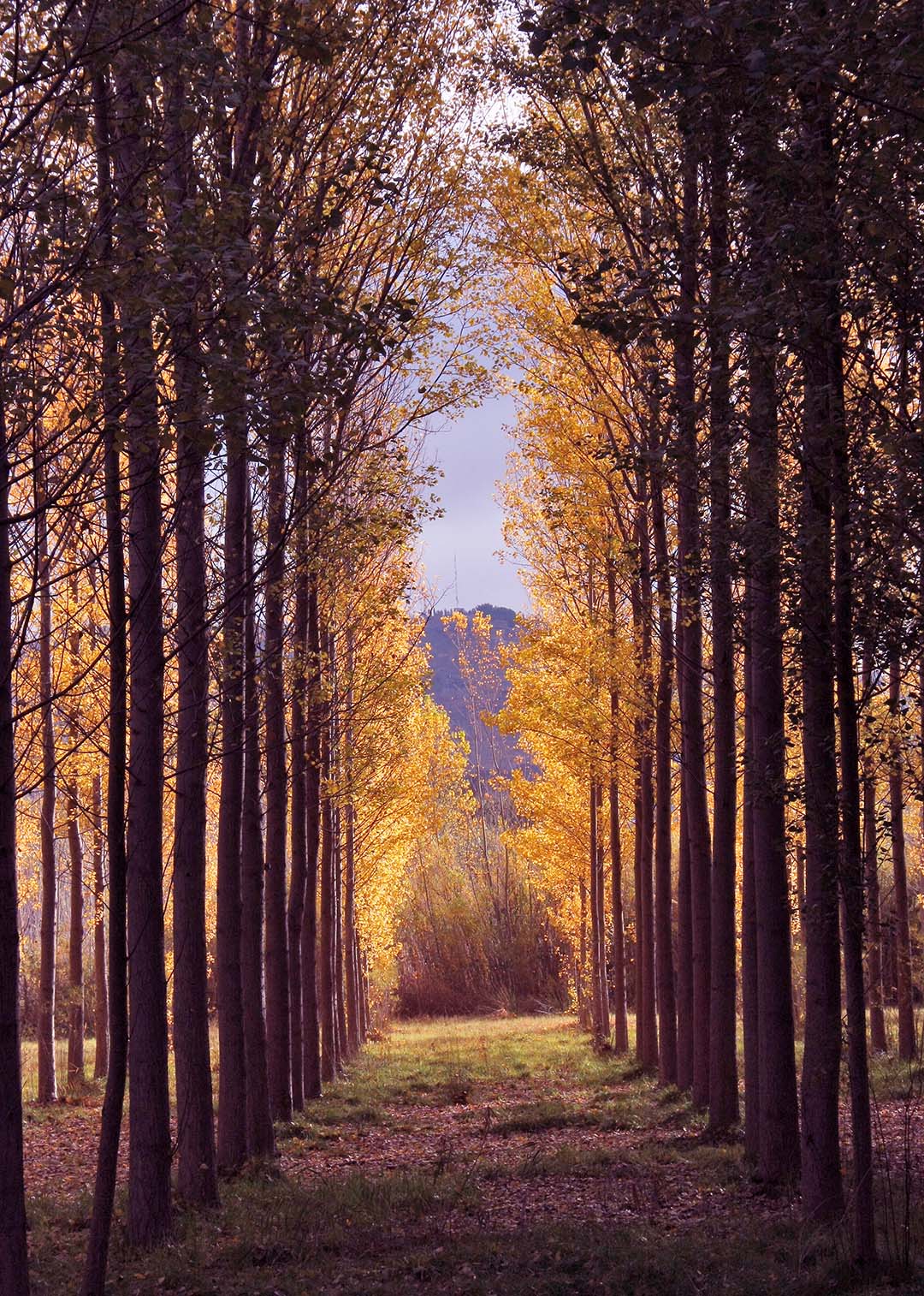 Entusiasco  Chopera Monz  n Oto  o