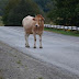 Δυτική Ελλάδα: Κίνδυνος από τις αγελάδες που ...κατοικοεδρεύουν σε δρόμους με ...τουριστική κίνηση