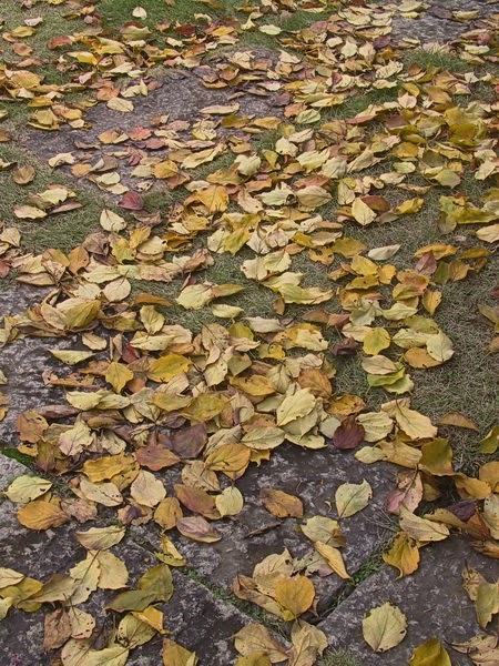 クリスマスローズコレクション花とおしゃべりblog 11月 14