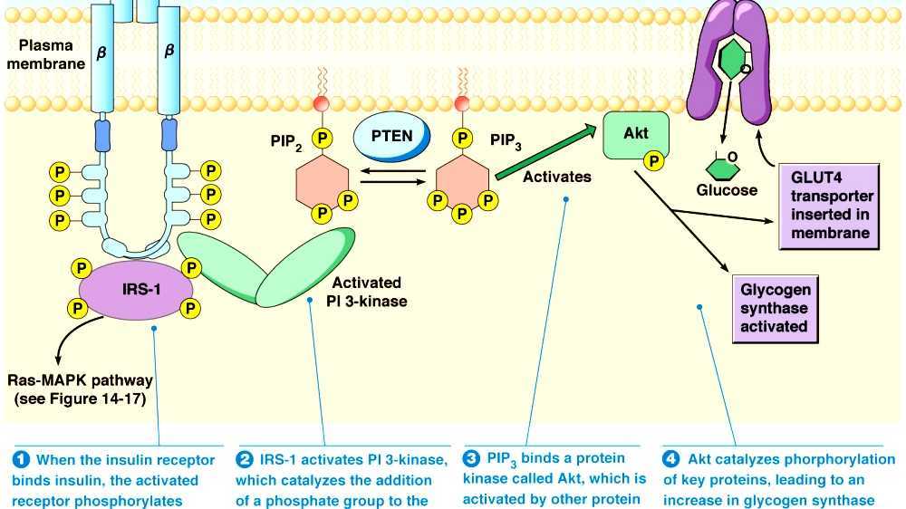 Insulin signal transduction pathway