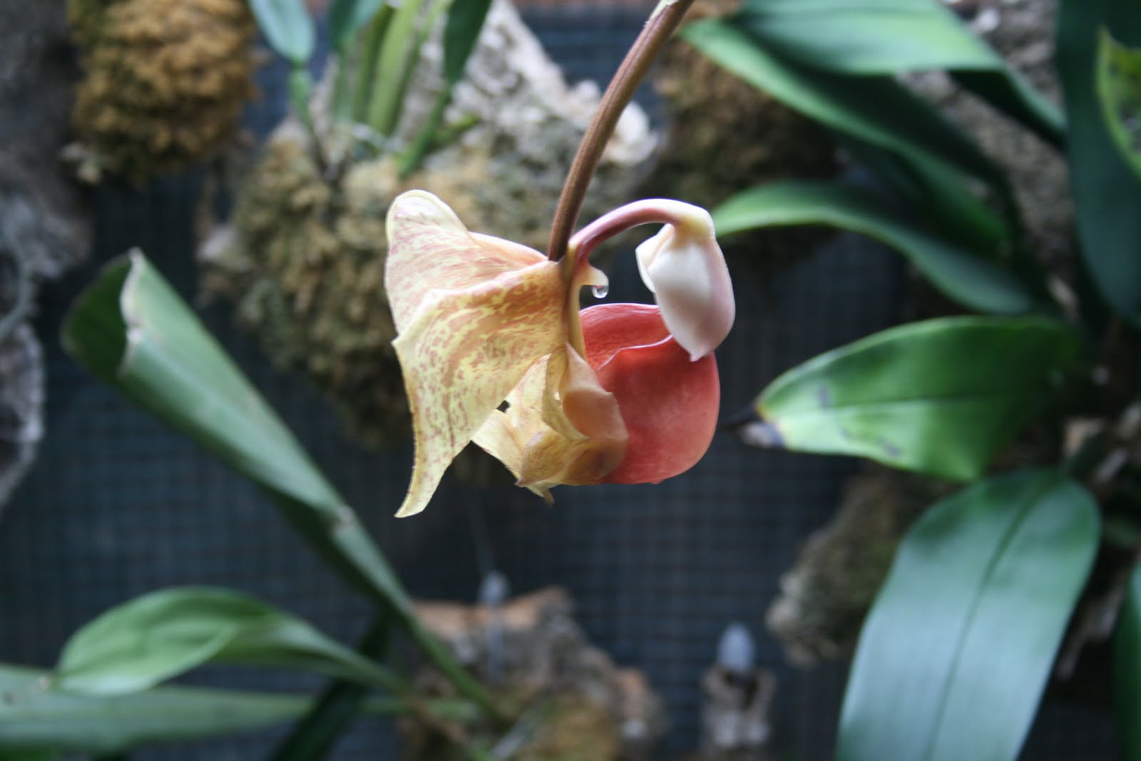 Las orquídeas de Iván Arroyo (Turrusta): Coryanthes [Crths.] leucocorys
