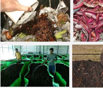  Vermicompost soil conditioning