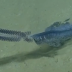 Rare Sea Creature In The Gulf Of Mexico