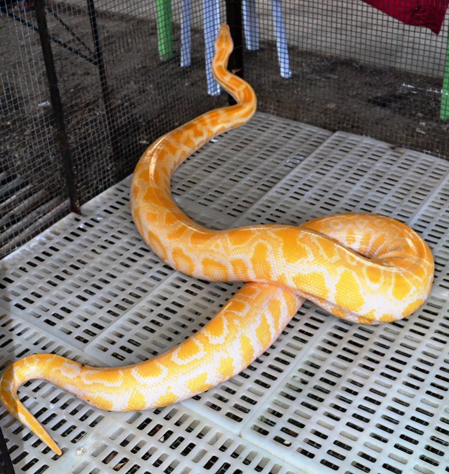 Bohol Day Tour: Alburquerque Zoo ~ Pinoy Biyahero