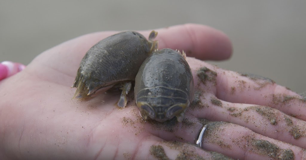 '18 Emerita is a small genus of decapod crustaceans, known as mole crabs, sand fleas, sand