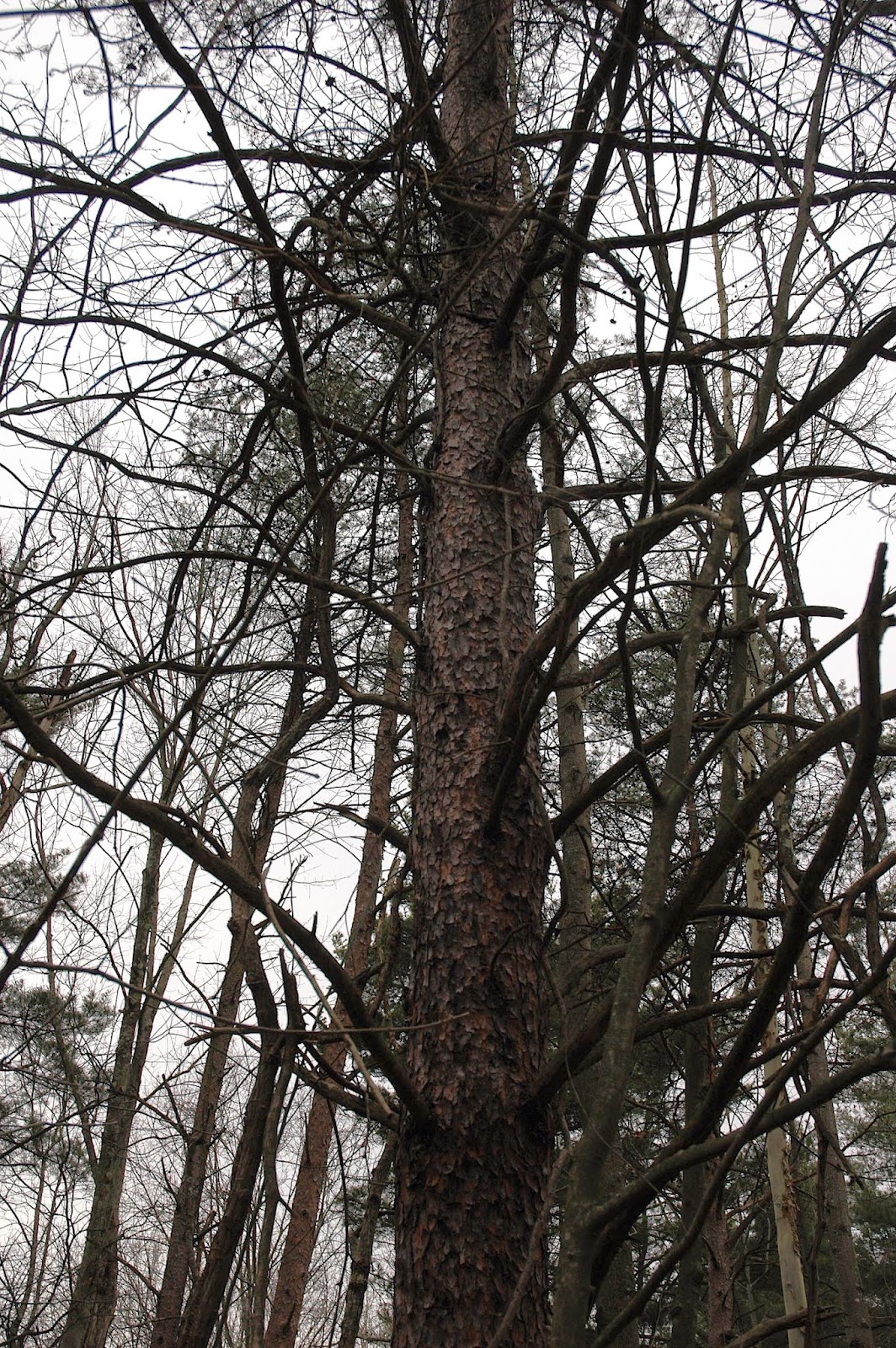 Field Biology in Southeastern Ohio Pines of Ohio