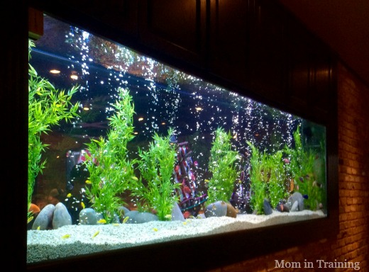 cheddars fish tank