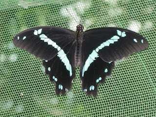 Zanzibar Butterfly Center
