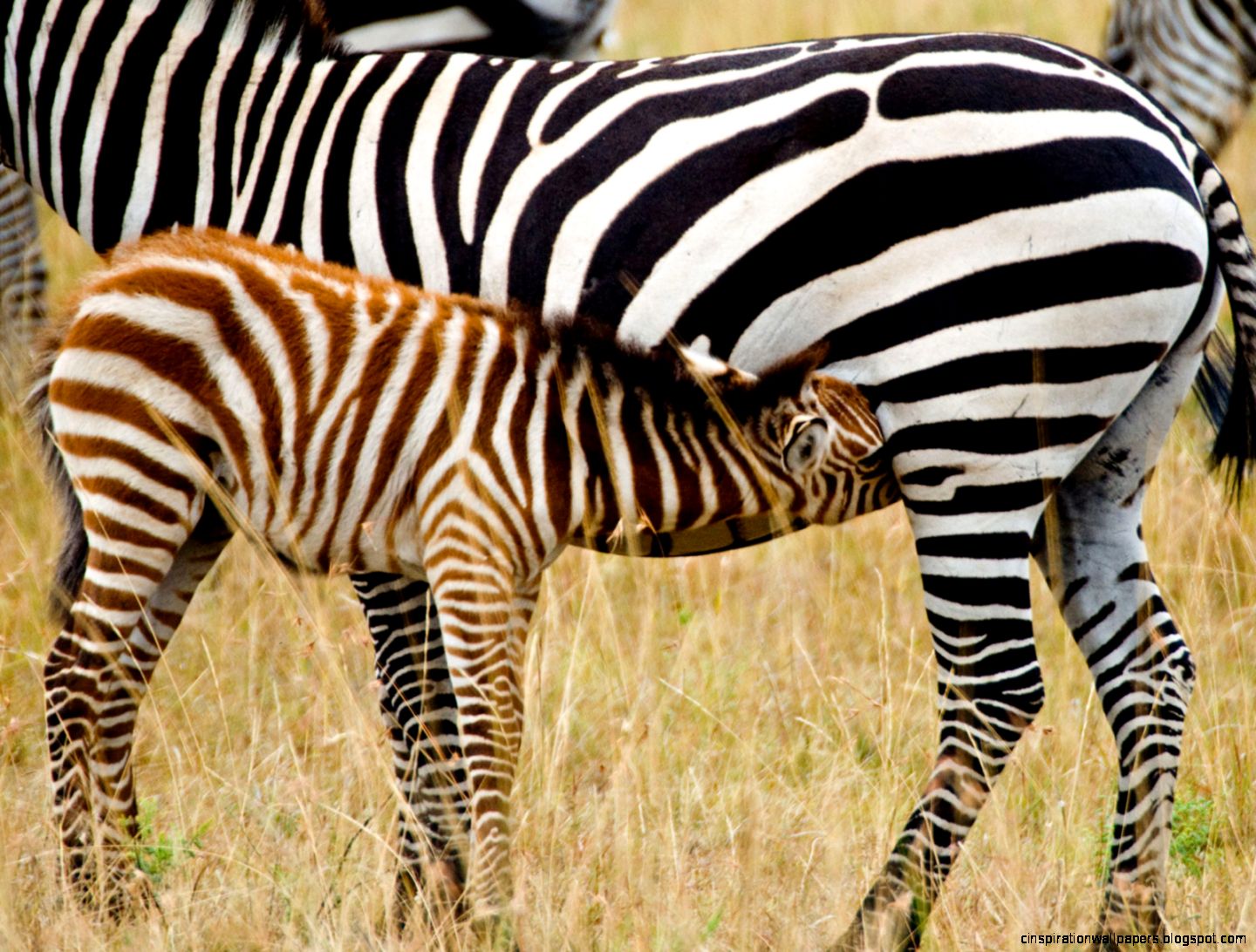 Baby Zebra Animals