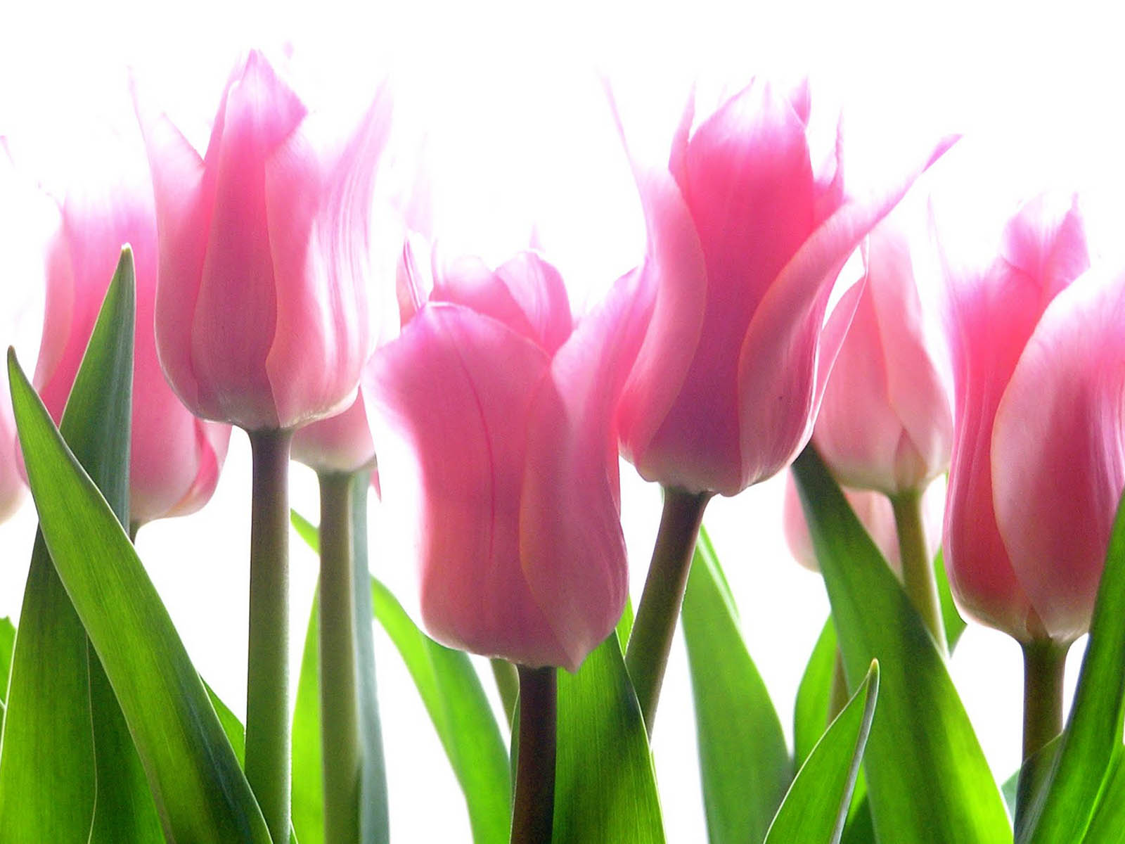 tulip flowers pictures