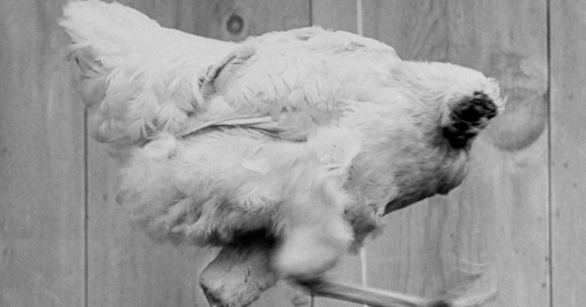 Conheça a Galinha que viveu 18 meses sem cabeça Animais é uma Paixão!