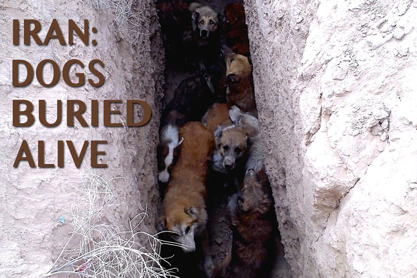 love is an animal IT’S TIME FOR CHANGE IRAN RELIGIOUS SUPERSTITION