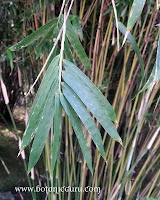 Bambusa multiplex
