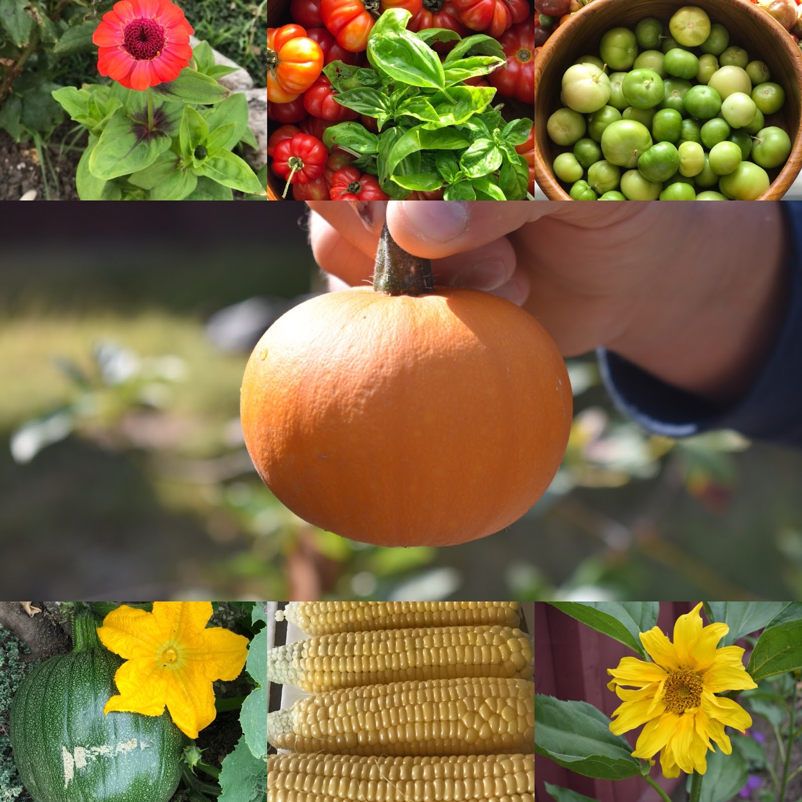 Hardiness Zones Explained