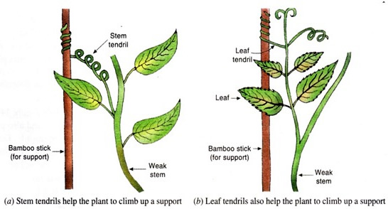 Plant Life: Nastic Movements