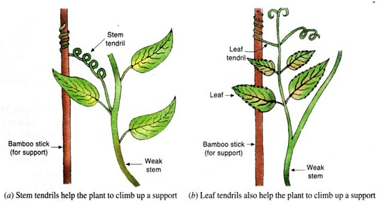 BIOLOGY FORM THREE TOPIC 2: MOVEMENT BIOLOGY FORM THREE TOPIC 2: MOVEMENT